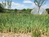Ferme La Flogatine