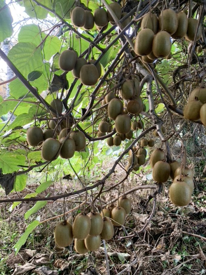 Ferme La Flogatine - kiwis