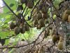 Ferme La Flogatine - kiwis