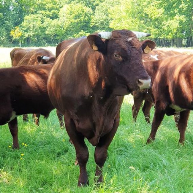 Ferme du Gabbro
