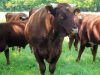 Ferme du Gabbro