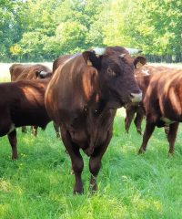 Ferme du Gabbro