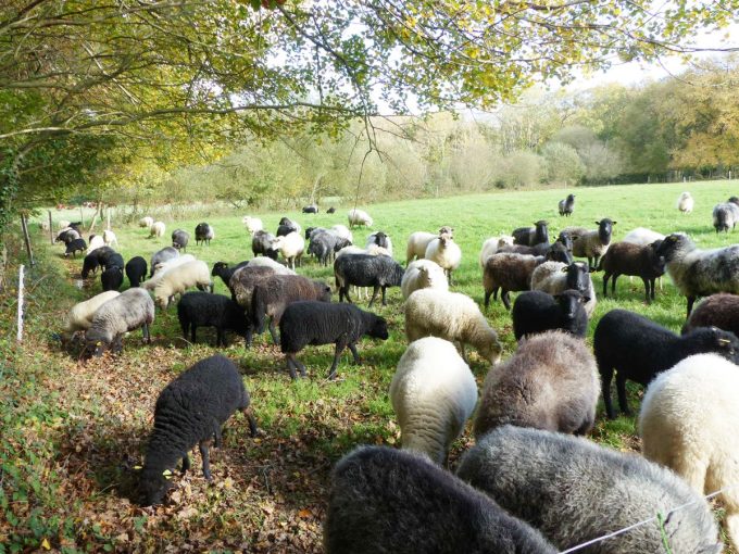 Ferme du Gabbro - troupeau Landes de Bretagne