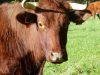 Ferme du Gabbro - bovin race armoricaine