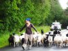 Ferme du Gabbro - transfert du troupeau ovin