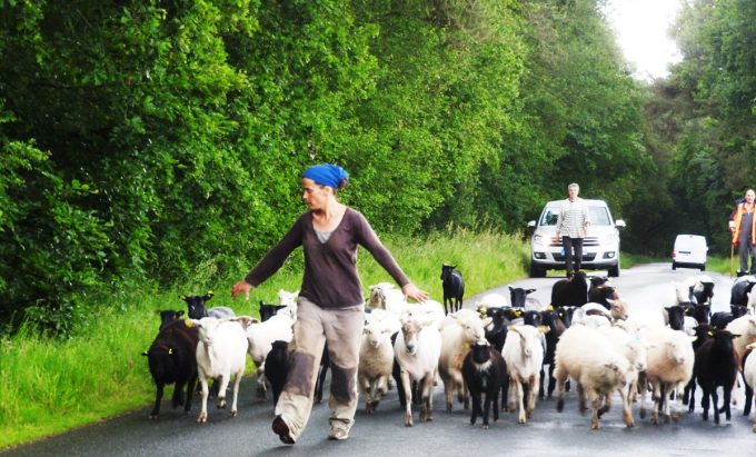 Ferme du Gabbro - transfert du troupeau ovin