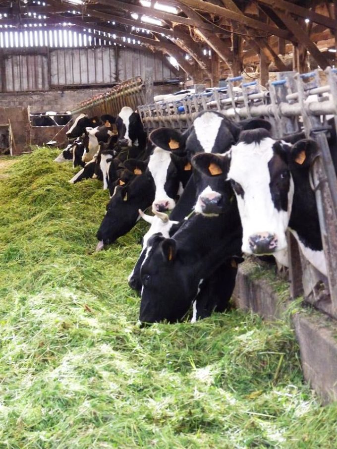 Nourriture à base d'herbe fraîche