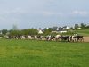 Élevage en plein champ