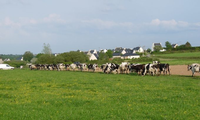 Élevage en plein champ