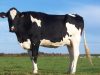 La productrice de lait !