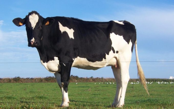 La productrice de lait !