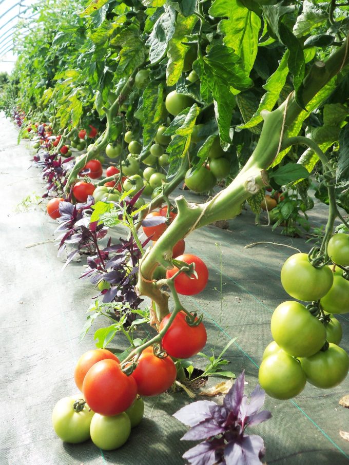La Ferme Kabocha - tomates