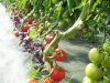 La Ferme Kabocha - tomates