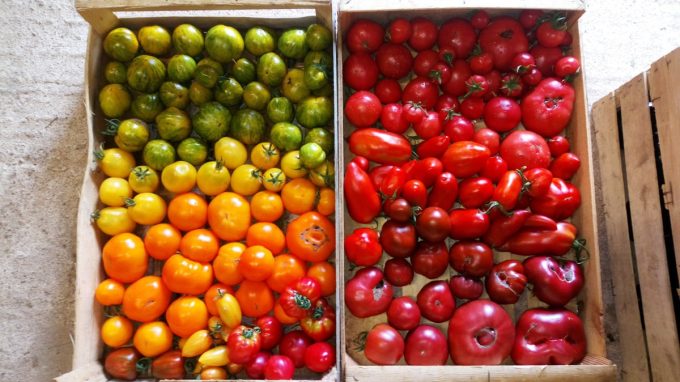 La Ferme Kabocha - tomates multicolores