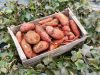 La Ferme Kabocha - légumes racines