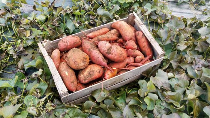 La Ferme Kabocha - légumes racines