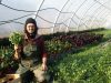 La Ferme Kabocha - culture sous serre