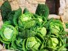 La Ferme Kabocha - superbes choux bio