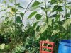 Ferme de Keranod - tournesol