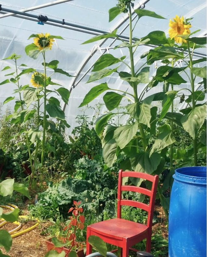 Ferme de Keranod - tournesol