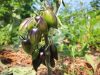 Ferme de Keranod - tomates