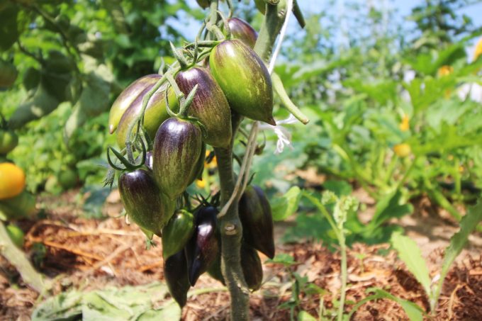 Ferme de Keranod - tomates