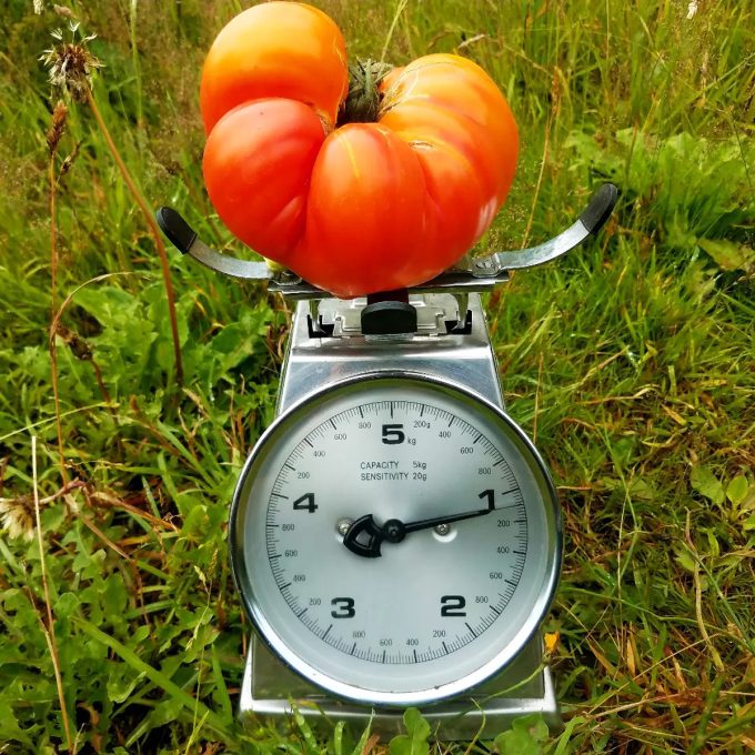 Ferme de Keranod - la tomate