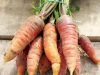 Ferme de Keranod - carottes