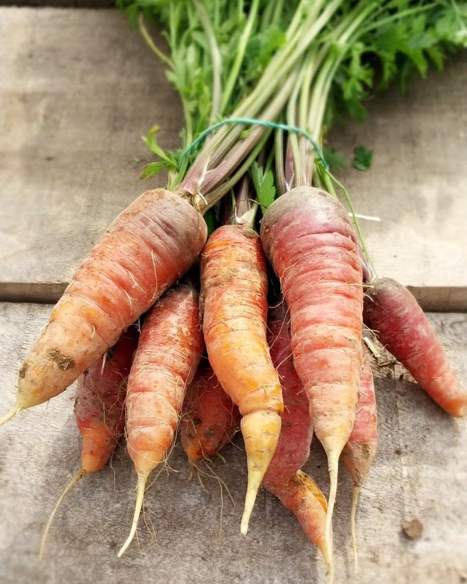 Ferme de Keranod - carottes