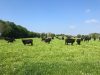 Troupeau de Black Angus