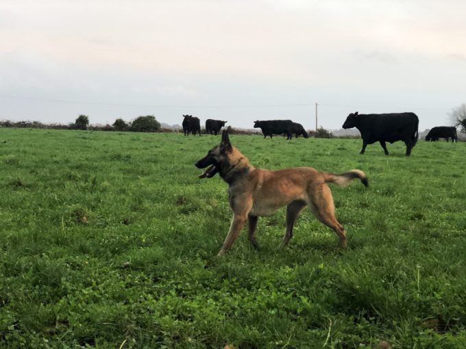 Le chien... et le troupeau de Black Angus
