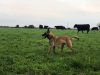 Le chien... et le troupeau de Black Angus