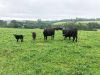 Troupeau de Black Angus
