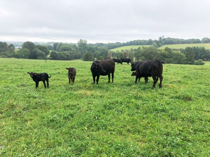 Troupeau de Black Angus