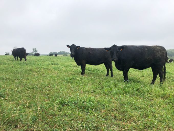 Troupeau de Black Angus