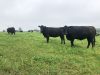 Troupeau de Black Angus