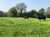 Troupeau de Black Angus