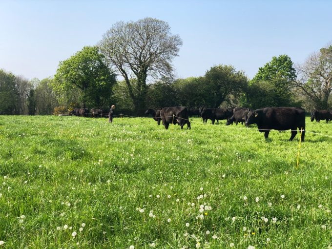 Troupeau de Black Angus