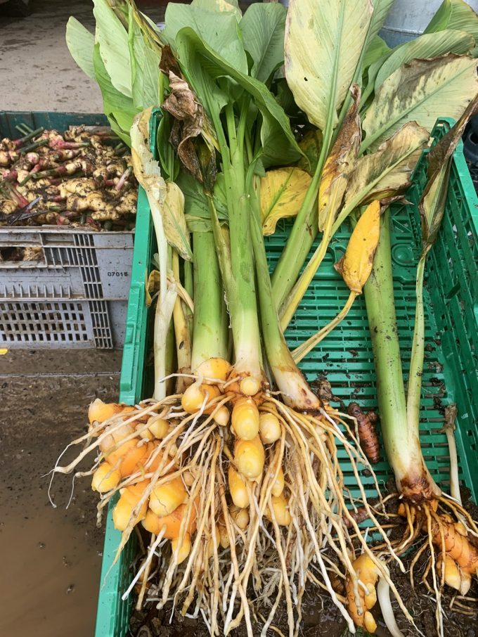 Légumes oubliés
