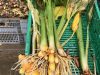 Légumes oubliés