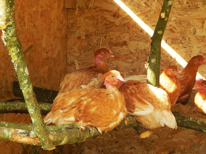 La Ferme de Kerforner - repos