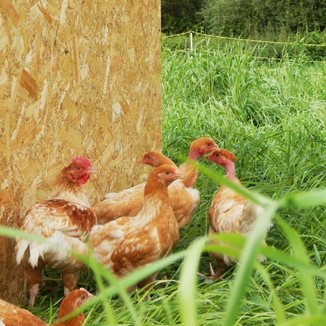 La Ferme de Kerforner