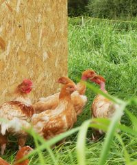 La Ferme de Kerforner