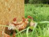 La Ferme de Kerforner