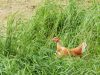 La Ferme de Kerforner - dans l'herbe