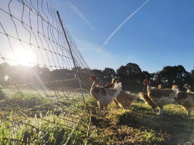 La Ferme de Kerforner - alimentation herbe