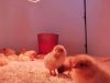 La Ferme de Kerforner - poussins