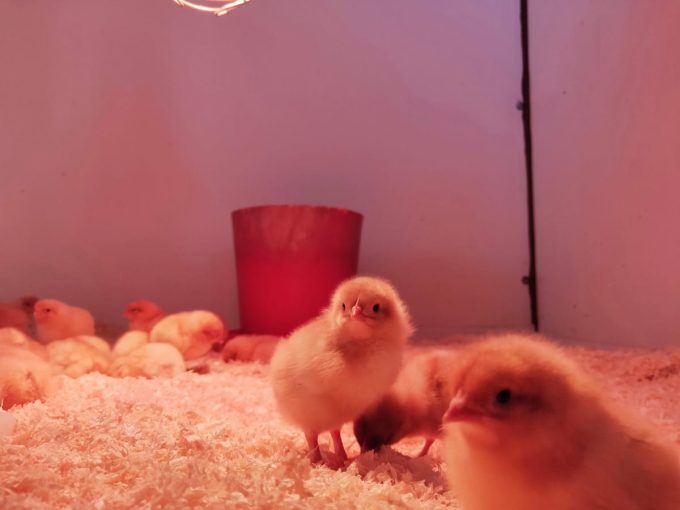 La Ferme de Kerforner - poussins