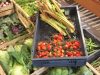 Cagette de fruits et légumes de saison