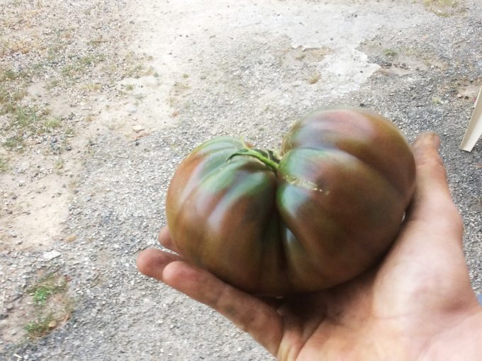 Tomates anciennes de pleine terre
